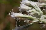 False fennel